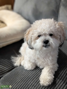 Zoey the shih tzu looking for a stud Listing Image