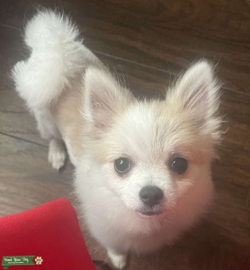 Teacup Pomeranian Listing Image