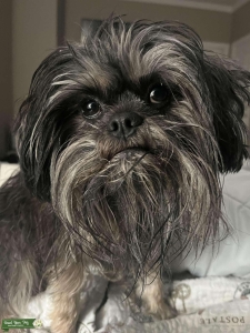 AKC Affenpinscher Stud Loki – Excellent Temperament & Structure Listing Image