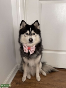 Black and white pomsky  Listing Image