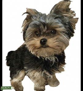 Handsome yorkie Listing Image