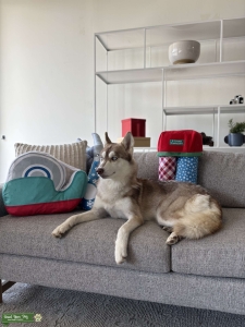 Red CKC Husky Listing Image