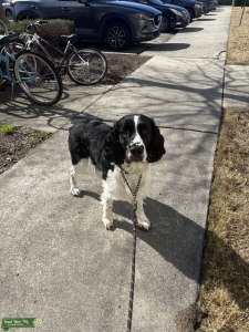 2 year old English Springer Spainel Stud Listing Image
