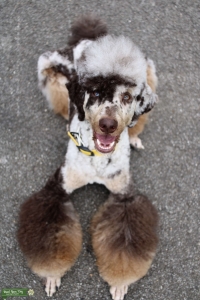 Brown merle phantom Listing Image