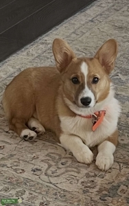 AKC Pembroke Welsh Corgi Male Available for Stud – Orlando Listing Image