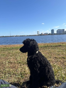 Mini Poodle Listing Image