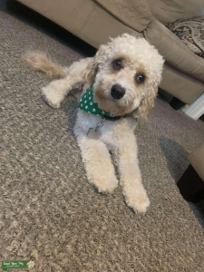 Beautiful F1B Cavapoo Stud Looking for F1 or F1B Cavapoo Listing Image