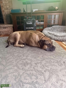 Fawn Bullmastiff Stud Listing Image