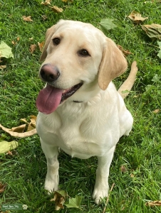 Cream American Labrador Stud Listing Image