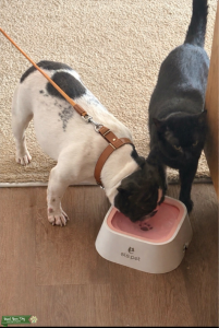 Female Frenchie for Sale Listing Image