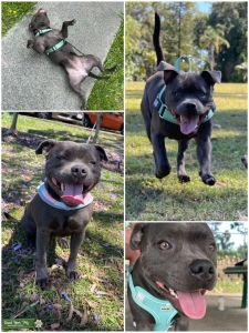 BLUE STAFFY FEMALE – LOOKING FOR STUD (QLD) Listing Image