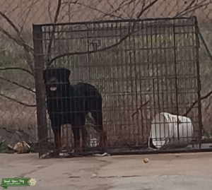 Rottweiler stud Listing Image