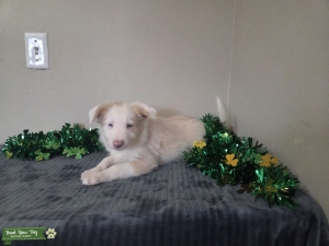 AKC Registered Puppies  Listing Image