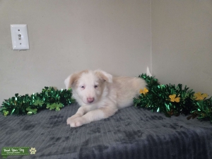 AKC Registered Puppies  Listing Image