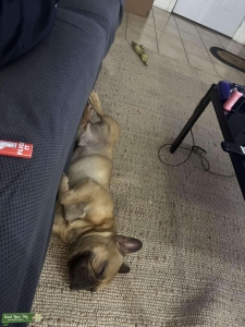 Male Frenchie  Listing Image