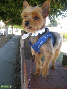 6lb Yorkshire Terrier Stud Listing Image