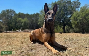 Belgian malinois stud KNPV working lines  Listing Image