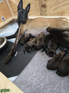 Belgian Malinois Working Line Puppies – Protection / KNPV Bloodlines Listing Image