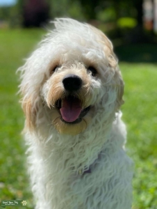 Golden Doodle 37pounds Listing Image