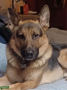 German Shephard/Red Wolf Listing Image
