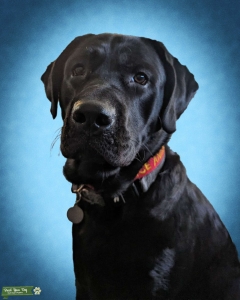 Pure Breed Black Lab Listing Image