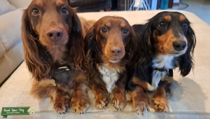 Longhaired mini dachshund  Listing Image