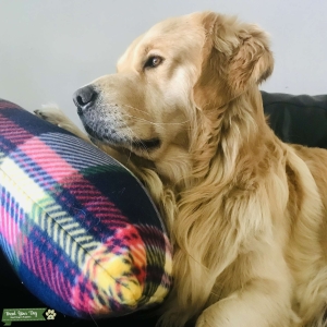 Meet Syrup: The Ultimate Golden Gentleman Listing Image