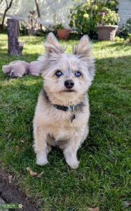 Milo is a very happy and energetic dog. He loves to be outside around other dogs and people as much as possible. He is very active… Listing Image