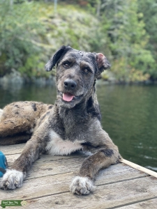 Male F1 AussieDoodle looking for female  Listing Image