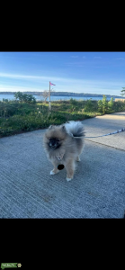 Miniature Pomeranian  Listing Image