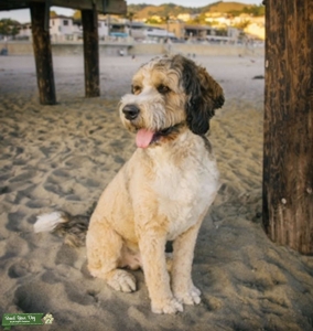 Super Chill Super Sweet Bernedoodle Listing Image