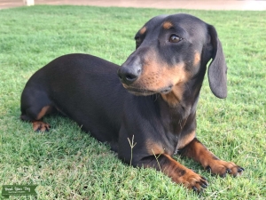 Handsome Mr Beans – Mini Dachshund Sire! Listing Image