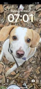 Stud dog Listing Image