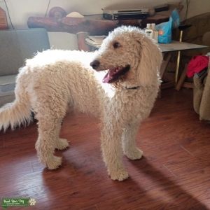 F1b Goldendoodle Stud – 3‑Year‑Old Cream Male, Excellent Temperament Listing Image