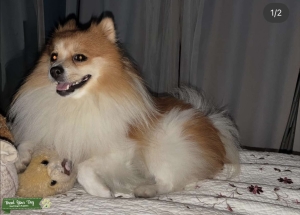 Stud Pomeranian Listing Image