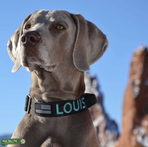 Prince Louis ready to Be King Louis Listing Image