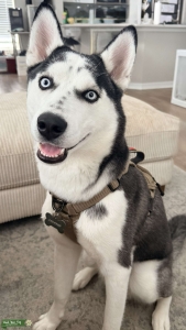 Blue-Eyed Siberian Husky Stud – Health Tested, Exceptional Markings (Jackpot) Listing Image