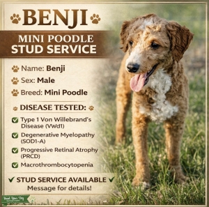 Red Mini Poodle Listing Image