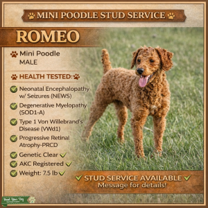 Red Mini Poodle Listing Image