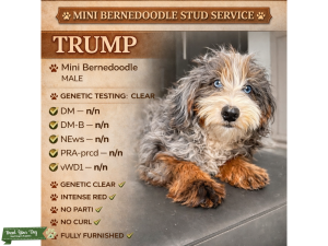 Merle - Mini Bernedoodle Listing Image