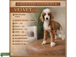 Red & White - Mini Poodle  Listing Image