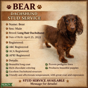 Chocolate - Dachshund (Long Haired) Listing Image