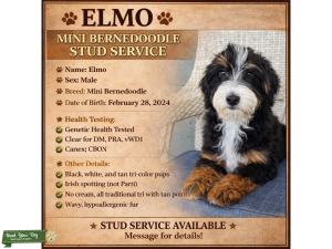 Tri-color coat - Mini Bernedoodle Listing Image