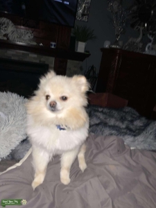 Cream Female Pomeranian  Listing Image