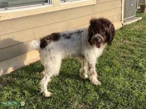 AKC registered German Wired Haired Pointer Listing Image