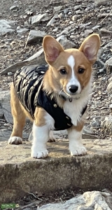 Premium Pembroke Welsh Corgi Stud -Archibald Florida Listing Image