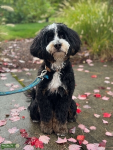 Mini Bernedoodle tri intense chocolate carrier Listing Image