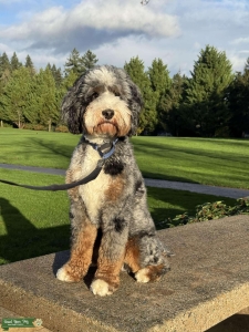 Merle Bernedoodle Mutligen intense  Listing Image
