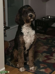Tri colored Bernedoodle  Listing Image