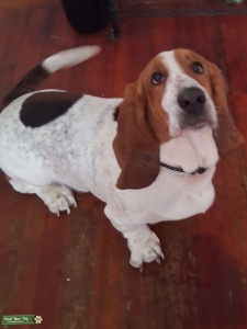 Sweet, Goofy & Friendly Basset Hound Stud – Gentle Temperament, Loves Everyone  Listing Image